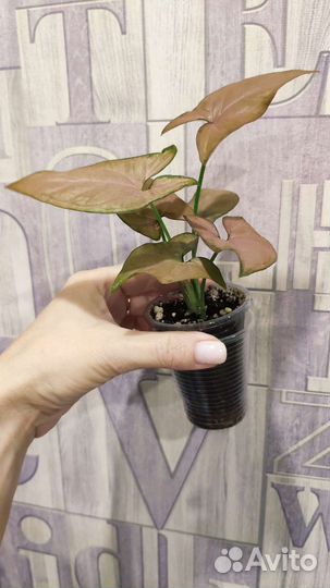 Спорт от Синга Ред Спот триколор