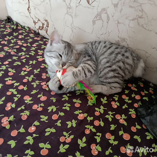 Зооняня, отель для животных, передержка