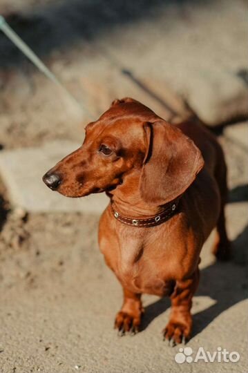 Мини Такса вязка