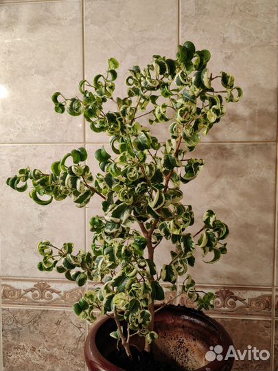 Комнатные растения