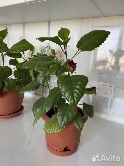 Гибискус китайская роза