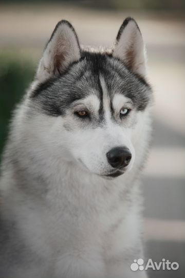 Хаски для фотосессии, рекламы