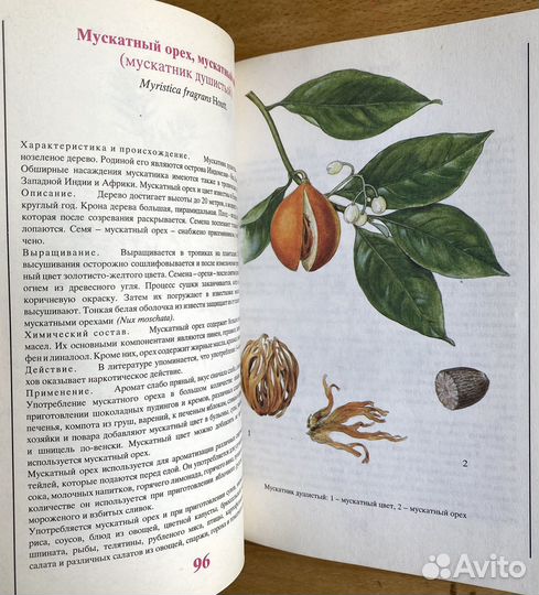 Винтажные иллюстрации специй и пряностей в книге