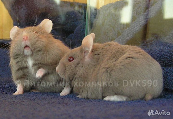 Хомячок, Новая клетка, Корм, Опилки + Доставка