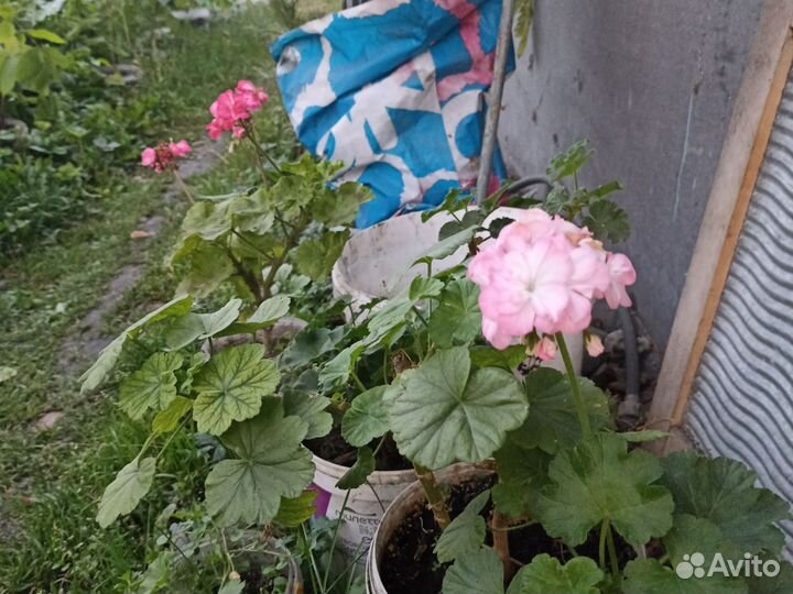 Манжурский орех саженцы