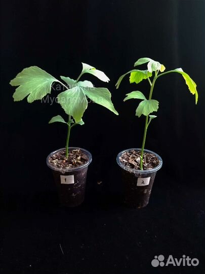 Гинкго билоба