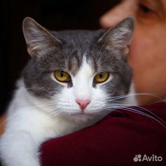 Кошки в добрые руки