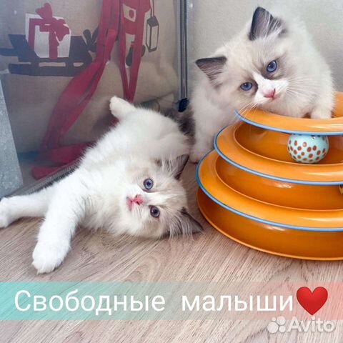 Рэгдолл с документами, ручные ласкушки