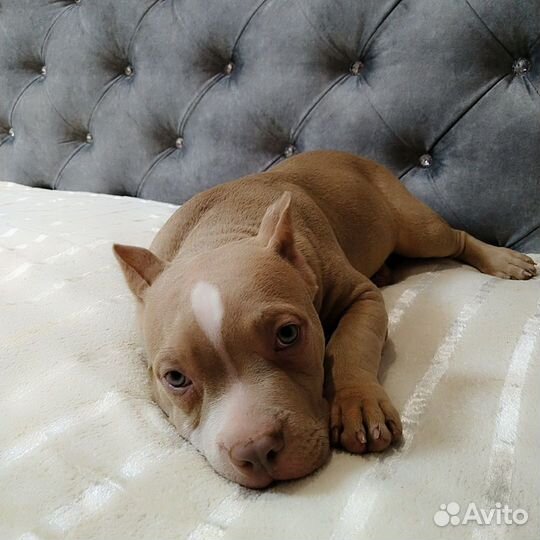 Щенки Американские булли