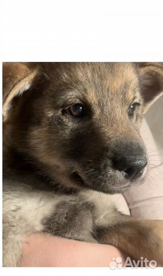Щенки метисы овчарки и хаски ищут добрых хозяев