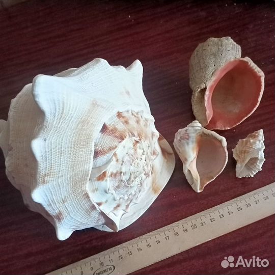 Ракушка большая