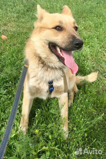 Собаки бесплатно