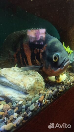 Глазчатый астронотус