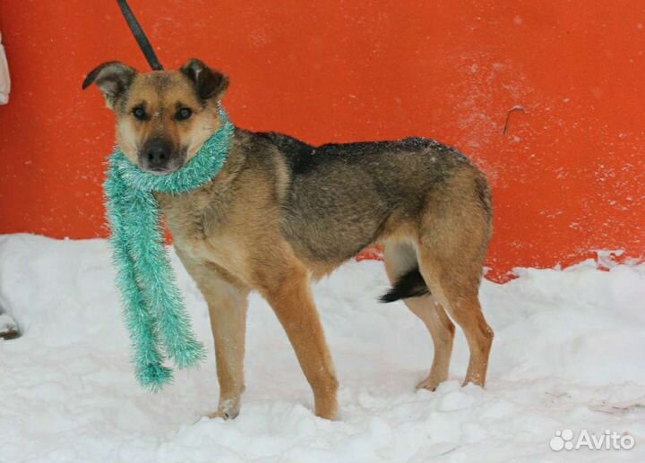 Предали и сдали в приют