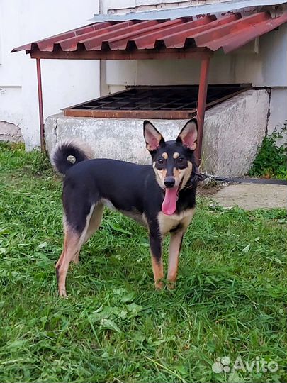 Мелкая Тося ищет дом