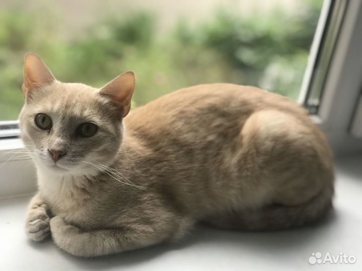 Котик в добрые руки