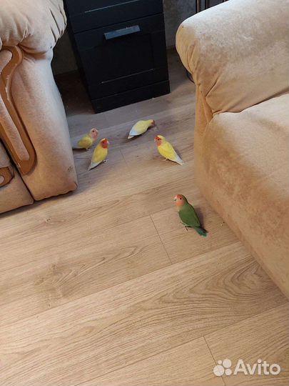 Попугаи неразлучники