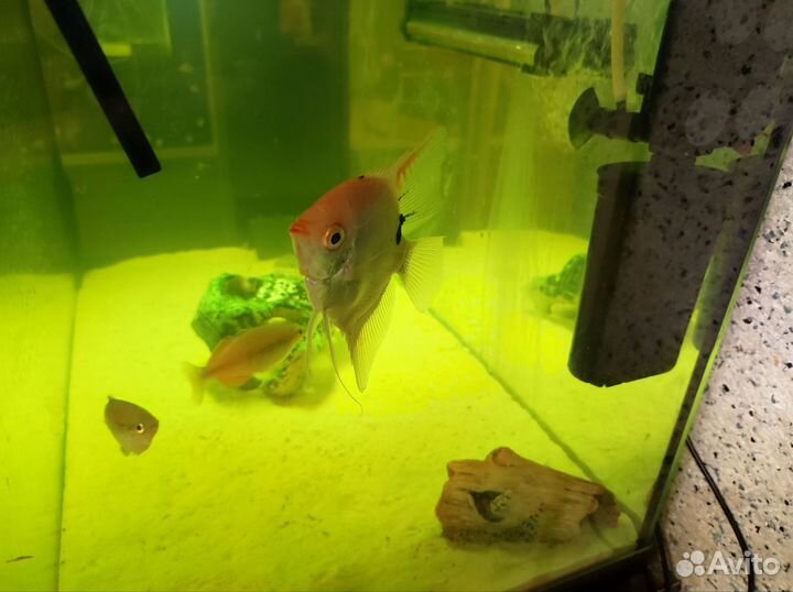 Аквариум с рыбками