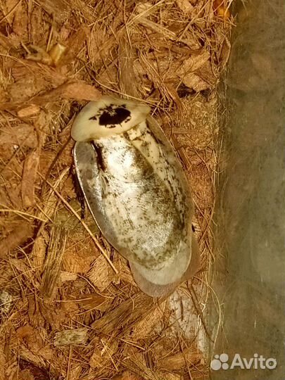 Палочники, тараканы