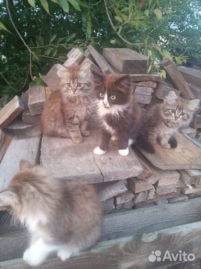 Кошки