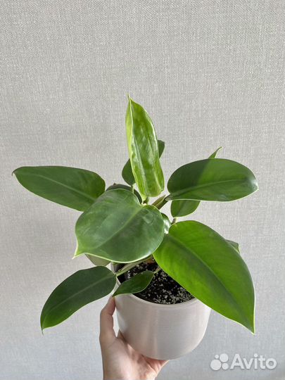 Филодендрон Imperial green