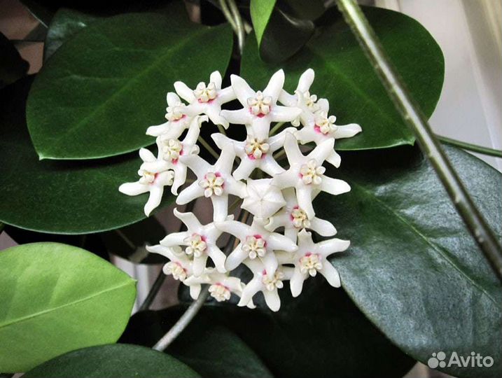 Хойи разных сортов