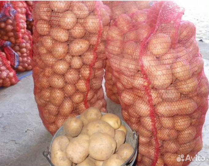 Продам крупный картофель