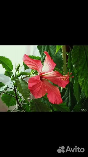 Гибискус (Китайская роза)