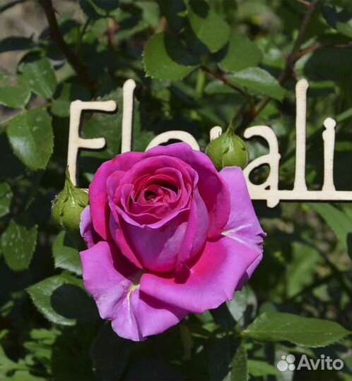 Роза Пароле