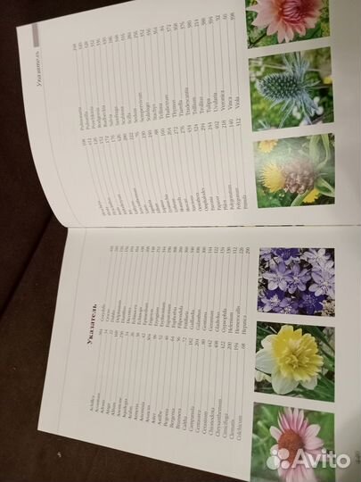 Энциклопедия Садоаые цветы автор Пескова