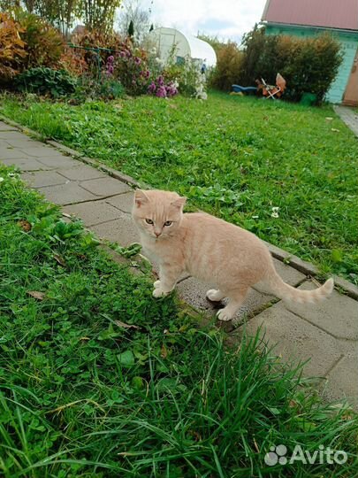 Котëнок