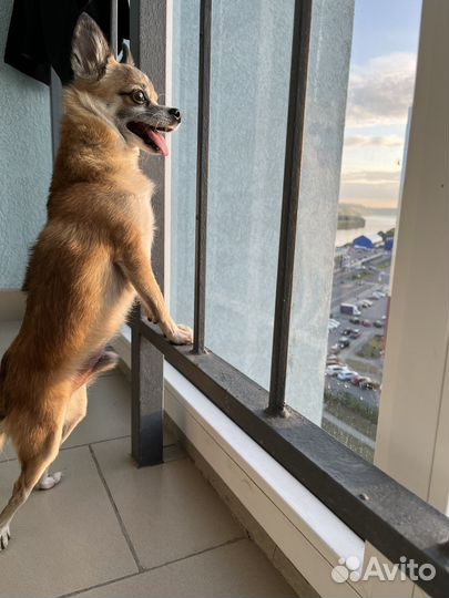 Передержка животных