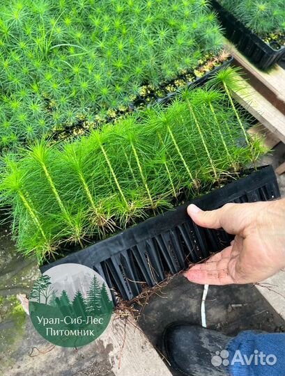 Сосна зкс окс сеянцы Ель Лиственница Голуб Горная