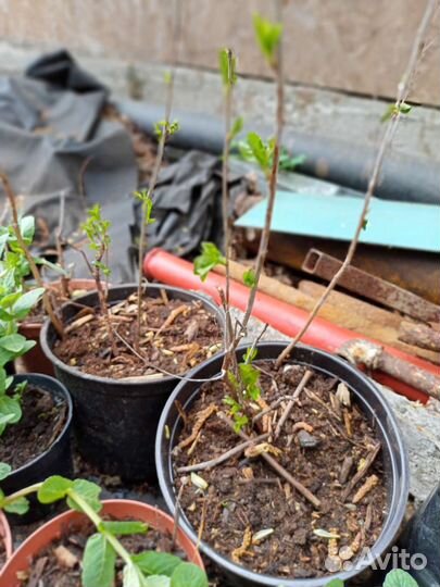 Малина желтая, вишня