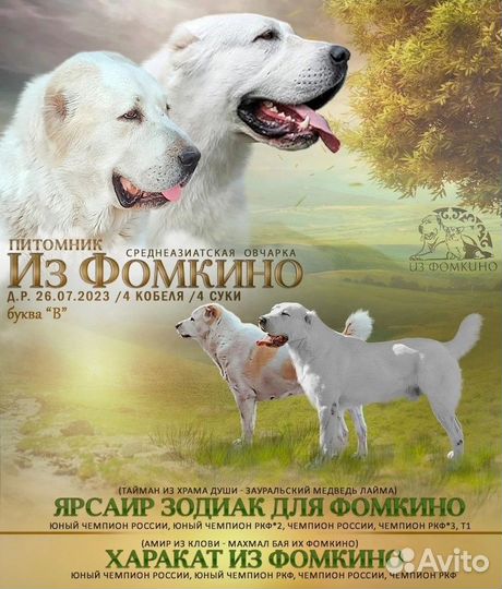 Крупные щенки из питомника