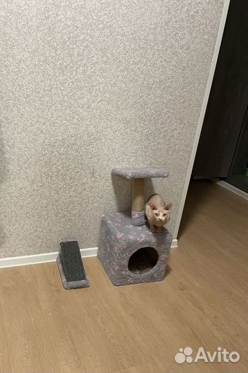 Отдам кота в добрые руки