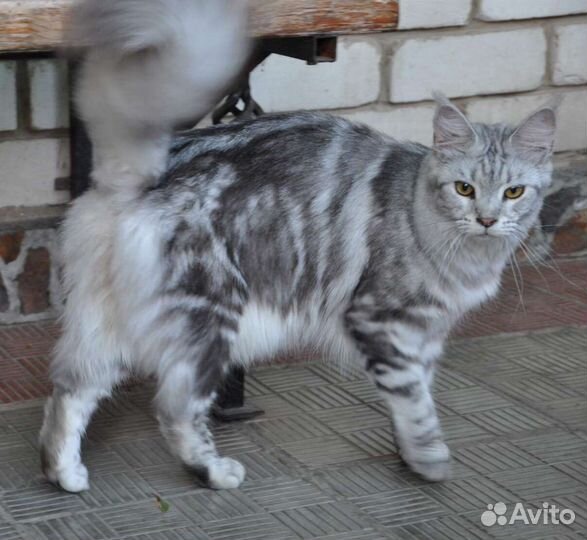 Мейн-кун девочка