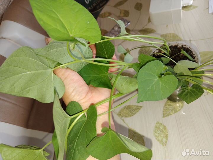 Рассада ипомея (вьюн)