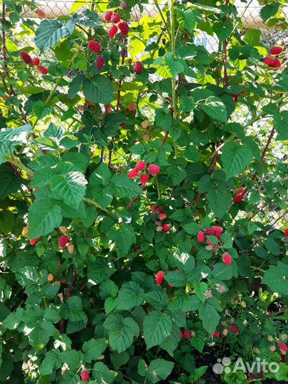 Саженцы. Ежевика,крыжовник,смородина красная