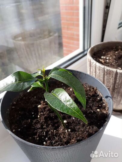 Дерево манго