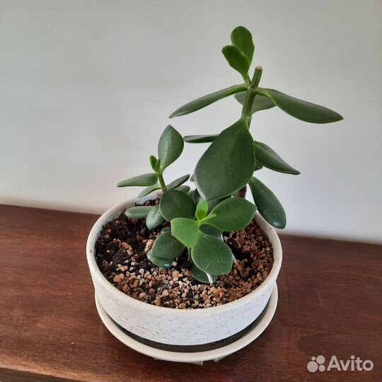 Крассула толстянка