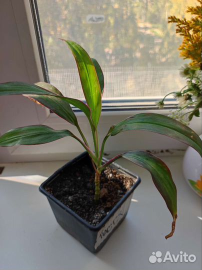 Комнатные цветы