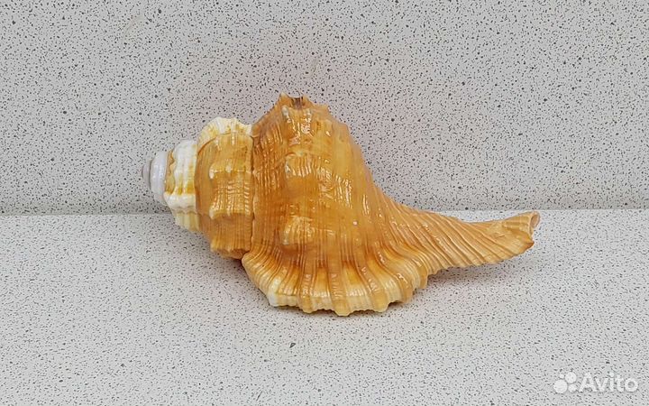 Циматиум Пурам 9,3 морская ракушка раковина