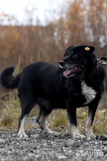 Собака Барон ищет дом