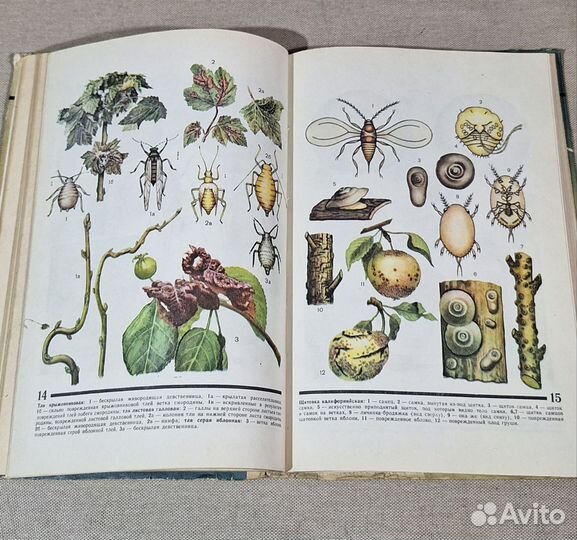 Книга Атлас вредителей плодовых и ягодных культур