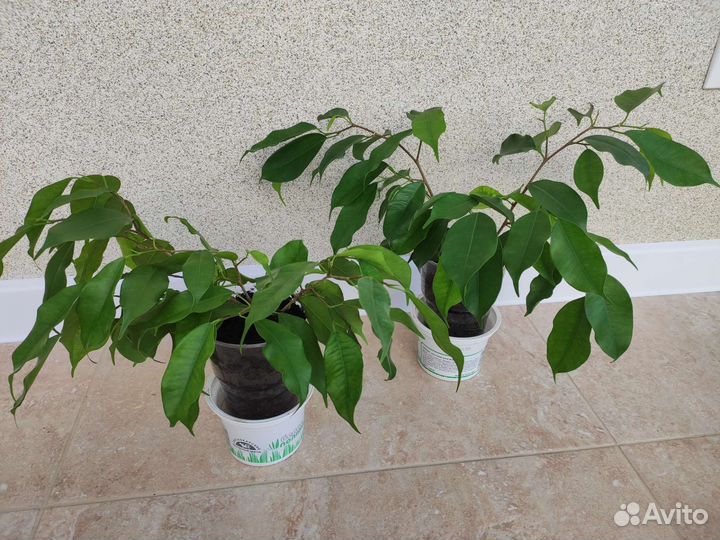 Фикус Бенджамина и Бенджамина Кинки