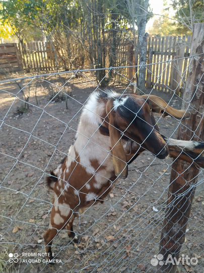 Англо нубийский козел на вязку