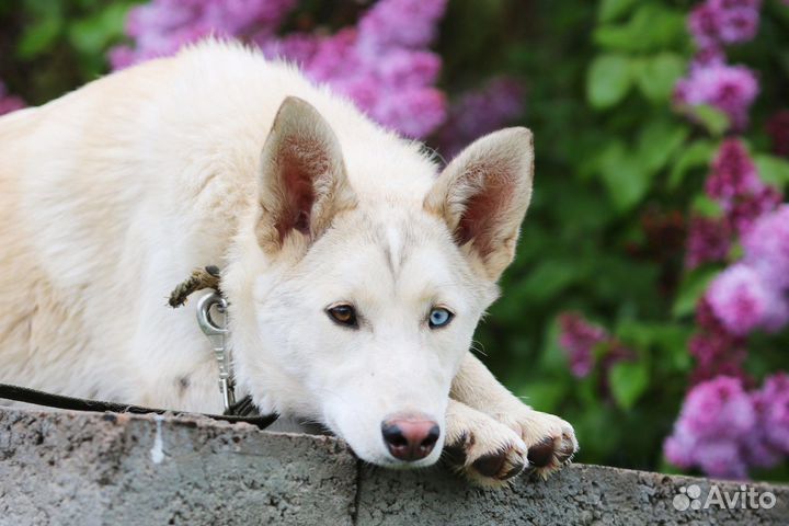 Разноглазая красавица