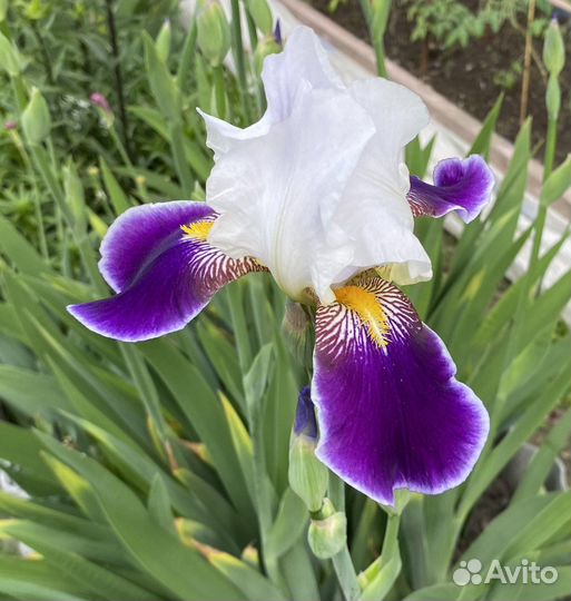 Ирис бородатый Wabash Вабаш