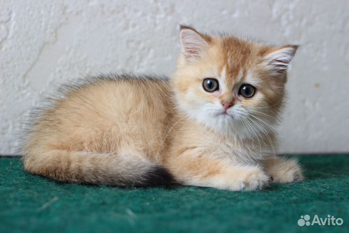 Шотландские котята золотые шиншиллы